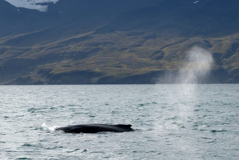 Island web (43)
